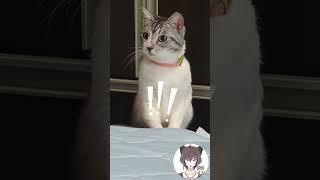 今日も我が道を行く猫【飼い主日記】 #猫 #猫のいる暮らし#shorts