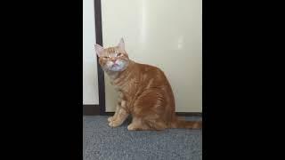 ねこ、かわいい…