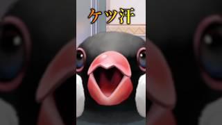 汗を止めてくれ   #shorts #short  #vtuber #文鳥
