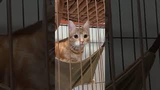 うちに来てケージ慣れ2日目の猫