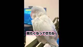 【マメルリハ】爽タローちゃん色々遊べるようになって来た🩵