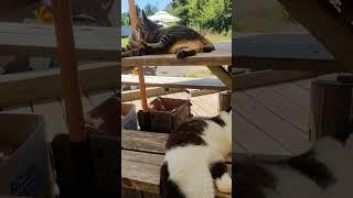 田代島行ってきためっちゃ遠かったけど