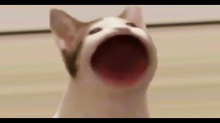 撳pop cat 撳到眼瞓為止[蜜汁叉燒]