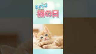今日は何の日　猫の日　#shorts #vliver #vtuber #こーひぃ #今日は何の日 #2月 #猫の日 #猫 #catlover #cat #猫のいる暮らし