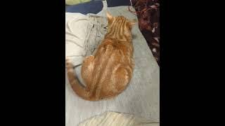 猫のおしりなでなで