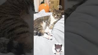 眠すぎる猫にちょっかいかけてみた【飼い主日記】 #猫 #猫のいる暮らし #shorts