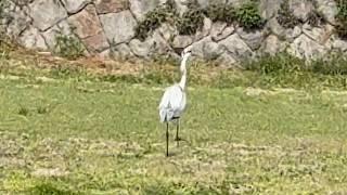 お誕生日ありがとう雑談20260403【しらあえとうふ / #Vtuber】 #virtualface