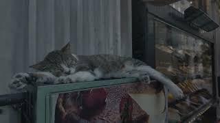 【睡眠用BGM🐈】 猫の癒したっぷり寝る前に聞く雨の音ASMR☔【リラックス/猫耐久/環境音】