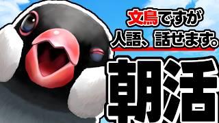 【朝活/初見歓迎】お文鳥におはようをしましょう！【新人VTuber】