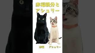 完全に親分と子分な猫たち【飼い主日記】#猫  #猫のいる暮らし#shorts