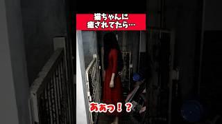 心霊スポットで猫を可愛がってたその瞬間…｜JSP2 日本事故物件監視協会2 -Japan Stigmatized Property-【ホラー】特別手当モード