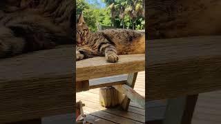 田代島行ってきた第2弾