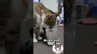 また泥棒猫？【飼い主日記】# #猫 #猫のいる暮らし #shorts