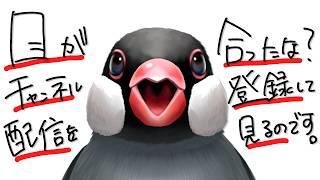 【初見歓迎】逃げれると思うなよ♡朝活【新人VTuber】