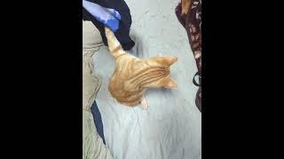 猫が釣れた　