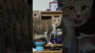先代猫のお供えを遠慮なくいただく猫【飼い主日記】 #猫 #猫のいる暮らし#shorts