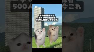 年末までに1000人を目標にしてます！！# #山形県 #山形県VTuber #shorts #cat #猫