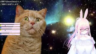 【WoT】🐰ウサ耳でデイリーまったり🍑⚡【参加型】