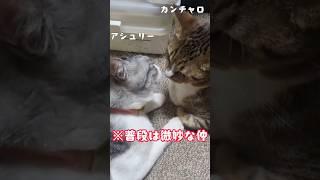 珍しく仲良し？な猫たち【飼い主日記】#猫 #猫のいる暮らし #shorts