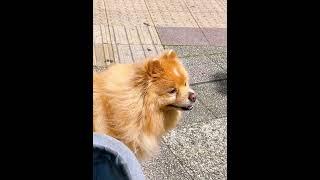 麻酔無しの歯のスケーリング🦷☺️💕