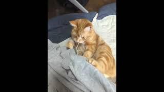 猫との格闘
