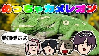 【めっちゃカメレオン】めっちゃ参加型のめっちゃカメレオン【大鳳湊/Vtuber】