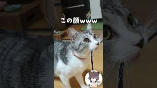 猫VS紐･･･結果はいかに【飼い主日記】#猫 # #猫のいる暮らし#shorts