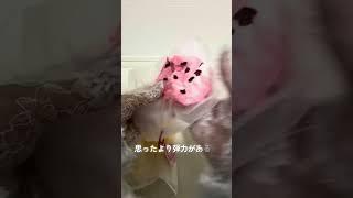 キラキラ袋に入れ替えてみた!#スクイーズ#スクイーズ紹介#スクイーズ図鑑#スクイーズ動画 #スクイーズasmr #asmr #トコトイズ#タオニニ