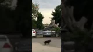 閃光の犬 #shorts