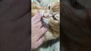 猫に嫌われてる