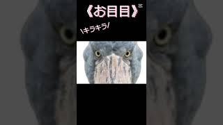 こんな感じでいいか？#shorts #vtuber #低予算 #動かない
