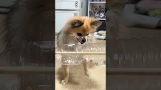 カラカラ回すおもちゃで遊ぶまりぼんぬ🐶🧡#いぬ #ポメチワ #まりぼんぬ #犬