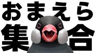 【雑談/初見歓迎】おまいら！集まれ！集まれったら！集まれ！  22時まで【新人VTuber】