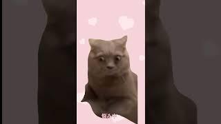 マシュマロ来てたから回答するね～✍️ ‼️ 最後字幕見切れててごめんなさーい😭 #vtuber #新人vtuberと繋がりたい #いいねやチャンネル登録よろしくね #shorts