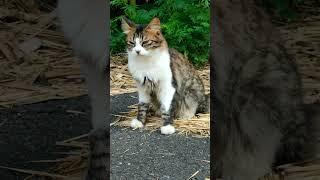 今日最終日田代島第3弾