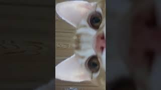猫が勝手に撮ってた自撮り