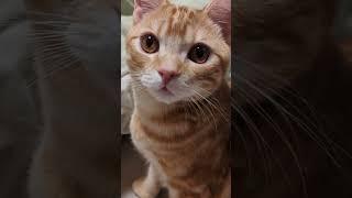 猫に襲われる