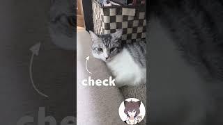 お餅すぎる猫【飼い主日記】 #猫 #猫のいる暮らし #shorts