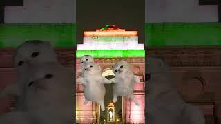 दिल्ली के इंडिया गेट पर बिल्लियाँ नाच रही हैं। 🐱🇮🇳