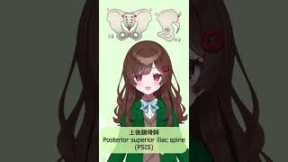 【音読時間】骨盤の骨ランドマーク4種【島こると】#Vtuber #理学療法 #shorts