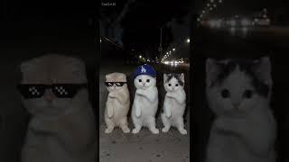 🐈😻💃#memes #meme #cat #shorts