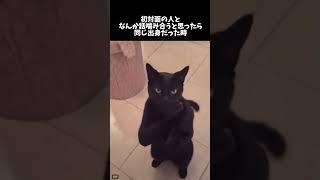 方言で地元ってバレるよね #猫 #cat #shorts #山形県
