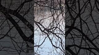 格林諾基的鴨子《魔戒》紐西蘭取景地|Glenorchy, New Zealand
