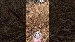 【 DIY 初心者 】「草刈り早送り動画」 #せっつぇるの秘密基地 【 せっつぇる 】#vtuber #せっつぇる #vtuberclips #Shorts #DIY #超美麗3D Vlog