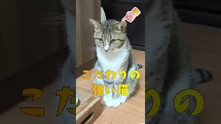 食のこだわりが強い猫【飼い主日記】 #猫 #猫のいる暮らし #shorts