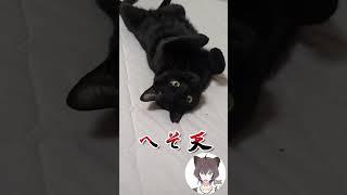見事なへそ天を披露する赤福【飼い主日記】 #猫 #猫のいる暮らし#shorts