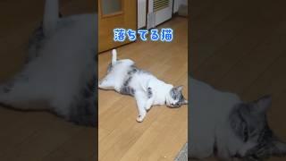 ぱっかーーーーん【飼い主日記】#猫 #猫のいる暮らし #shorts