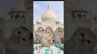 प्यारी बिल्लियाँ ताजमहल में नाच रही हैं।#cat #memes