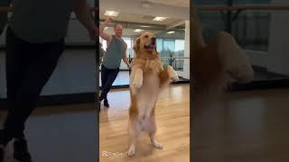 Dog💃🐶# #memes #anime #dance #dog #dogs #dogshorts #doglife