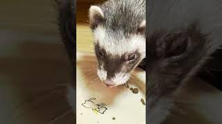 れあ、フェレットを育てます!お名前はまめです! #おすすめにのりたい #フェレット #vtuber #個人vtuber #新人vtuber #推し不在おいで #ペット